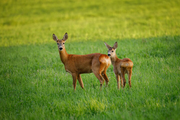 European roe deer, Capreolus capreolus, in green meadow. Doe and fawn standing in grass and grazing. Wild animals in natural habitat. Animal mother and child in summer nature.