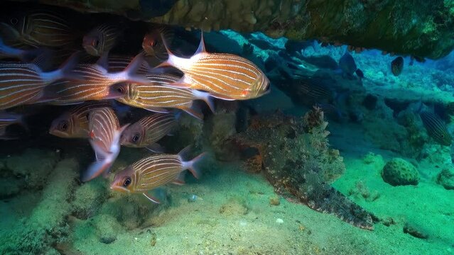 A group of fish swimming in the ocean. The underwater world of the Red Sea.