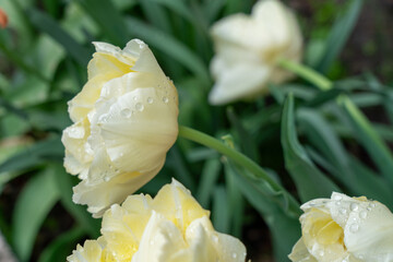 Raindrops or dew on a light yellow tulip closeup. Fresh spring background. 