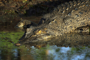 Australian Reptilian Rest: salt water Crocodile