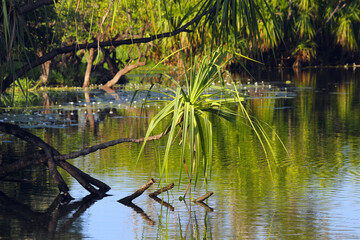Australian River Serenity: Pandanus Landscape