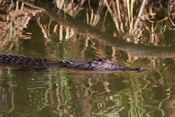 Australian Reptilian : salt water Crocodile