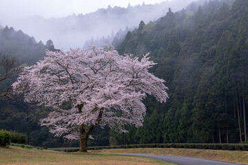 朝靄の桜