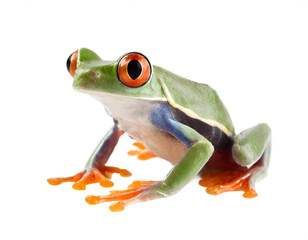 Fototapeta premium Rotaugenlaubfrosch isoliert auf weißen Hintergrund, Freisteller 