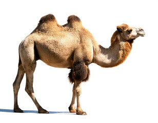 Kamel auf vier beinen isoliert auf weißen Hintergrund, Freisteller