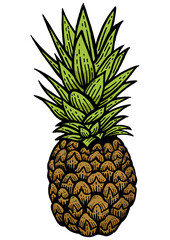 Pineapple exotic fruit color sketch engraving PNG illustration. Scratch board style imitation. Black and white hand drawn image.
