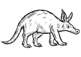 Aardvark animal sketch engraving PNG illustration. Scratch board style imitation. Hand drawn image.