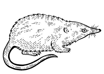 Russian desman animal sketch engraving PNG illustration. Isolated image on white background. Scratch board style imitation. Hand drawn image.