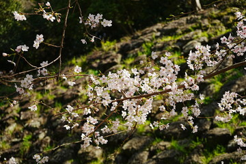 Pink Cherry Blossom in Japan - 日本 ピンク色 桜の花