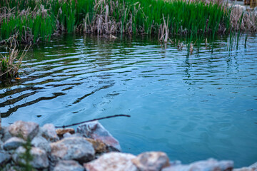 A body of water with green plants and rocks in the background. The water is calm and clear. Selecrive focus.