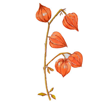 phisalis isolated on white background1