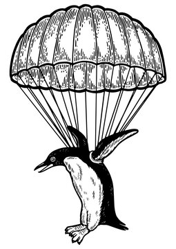 recommend clip art: Penguin bird fly with parachute as paratrooper sketch engraving PNG illustration. Scratch board style imitation. Hand drawn image.