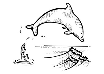Dolphin jumping from water sketch engraving PNG illustration. Scratch board style imitation. Hand drawn image.