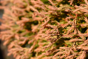 Golden Tuffet Arborvitae branches