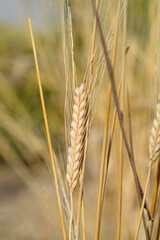 Einkorn wheat