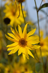 Jerusalem artichoke flowers