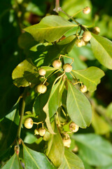 White spindle branch with fruit