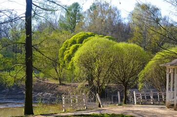 trees in the park