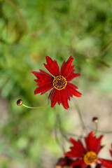Plains tickseed flower