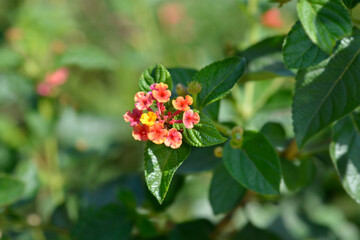 Shrub verbena flower