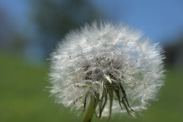 Close up of dandelion preparing to cast seeds for new growth