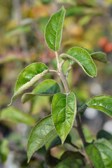 King of the Pippins apple tree branch with green leaves