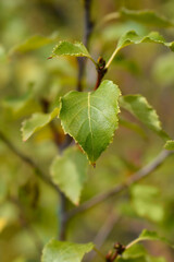 Magical Globe birch leaves