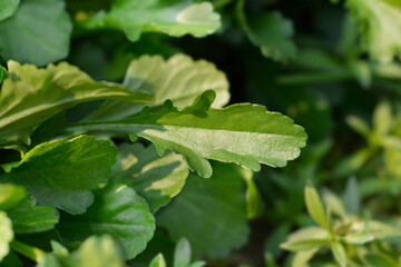 Shasta daisy Crazy Daisy leaves