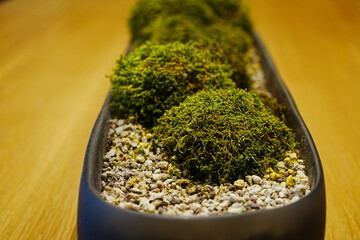 Bonsai, Japanese Miniature Pine Tree Garden in Container - 日本 松 盆栽