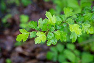 Hawthorn turkey leaves after rain.