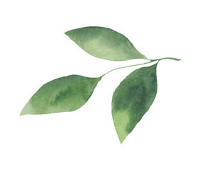 A green watercolor twig with leaves isolated on a white background, hand-drawn. Botanical illustration of a bay leaf, a tea leaf. An element for decoration, labels, design, and menus.