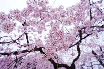 Himuro-jinja or Shrine and Pink Cherry Blossom in Nara, Japan - 日本 奈良県 氷室神社  桜の花	