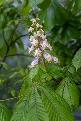 White chestnut flower on a tree.