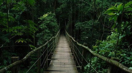 Wooden bridge across the forest with foliage around