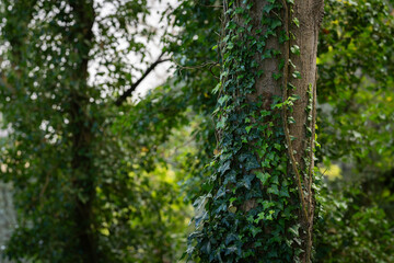 Green Ivy (Hedera helix) climbing up a tree. Hedera helix, the common ivy, English ivy, European ivy background. 
