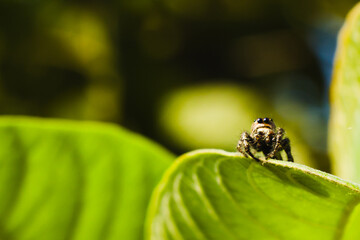 Small hairy spider on a leaf