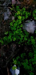 green moss on the rocks