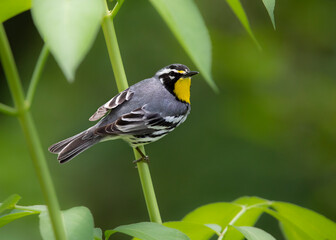 yellow throated warbler on green stem