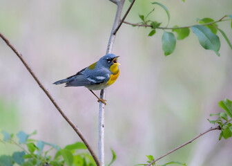 norhtern parula in tree