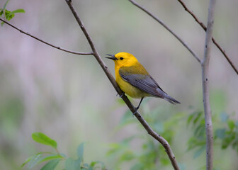 prothonotary warbler