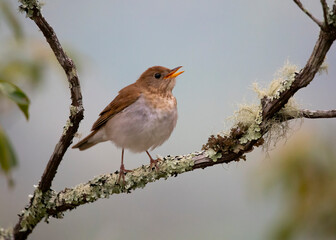 Obraz premium Veery songbird in bush
