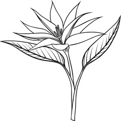 Obraz premium Bird of Paradise flower plant outline illustration coloring book page design, Bird of Paradise flower plant black and white line art drawing coloring book pages for children and adults
