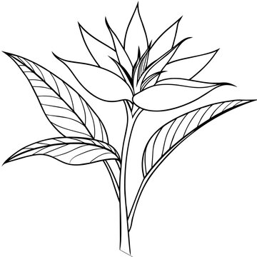 recommend clip art: Bird of Paradise flower plant outline illustration coloring book page design, Bird of Paradise flower plant black and white line art drawing coloring book pages for children and adults