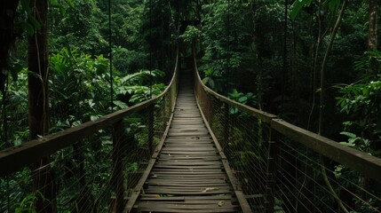 Wooden bridge across the forest with foliage around