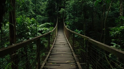 Wooden bridge across the forest with foliage around
