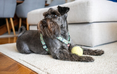 Closeup shot of a black mini schnauzer dog lying on a grey couch in the living room. Cozy, animal...