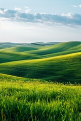 Green rolling hills of wheat field under blue sky