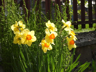  Yellow Narcissus in the flowerbed