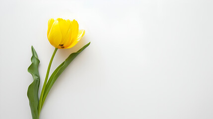 A beautiful yellow tulip flower blossom in the glass house garden with warm light,Beautiful spring tulip on white background, top view,Studio shot of tulips isolated on white background
