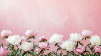 Close up of a pink and white peony flower bouquet against a pink background